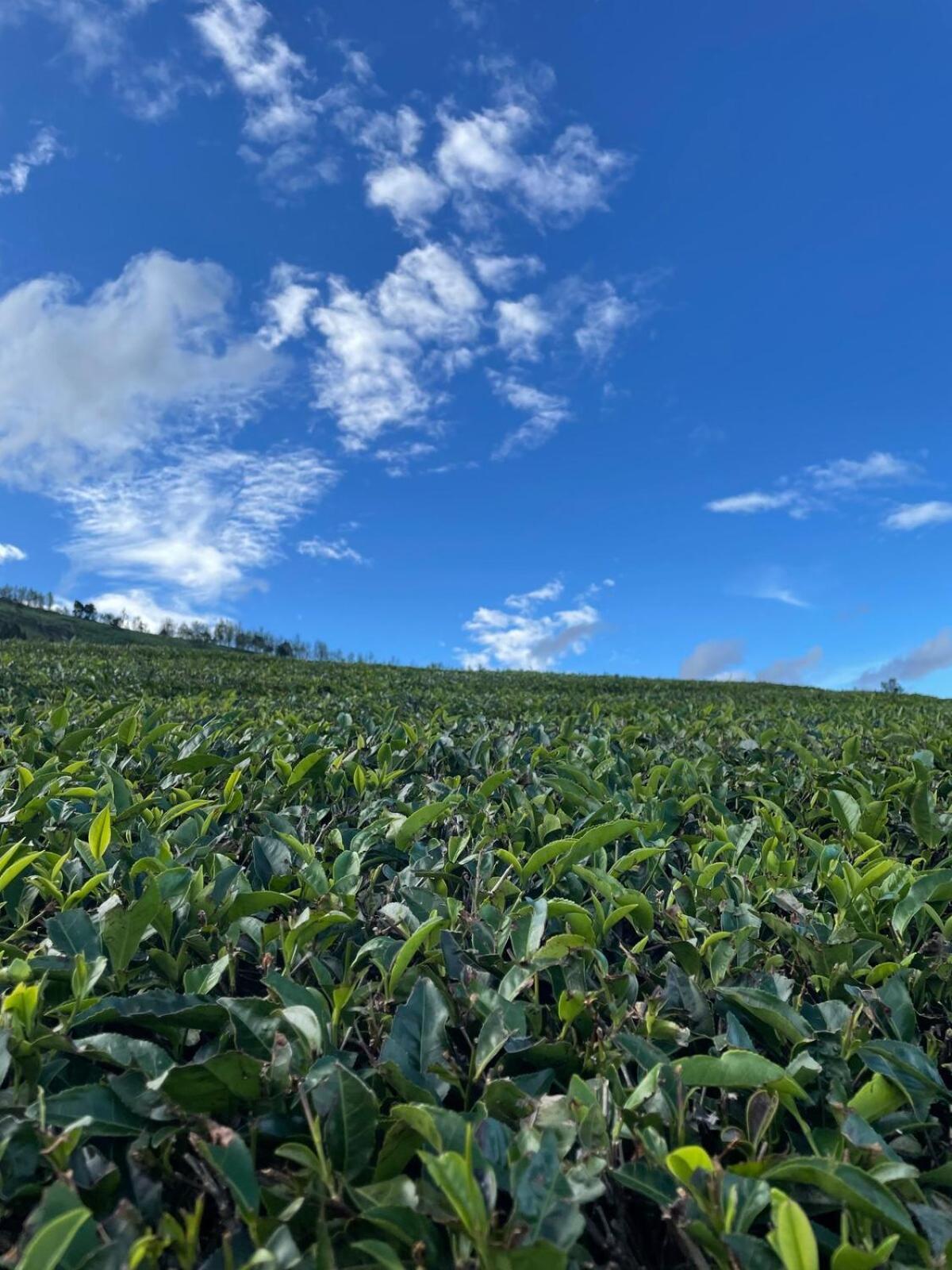 Vila Casa De Kcn Kotagiri Exteriér fotografie